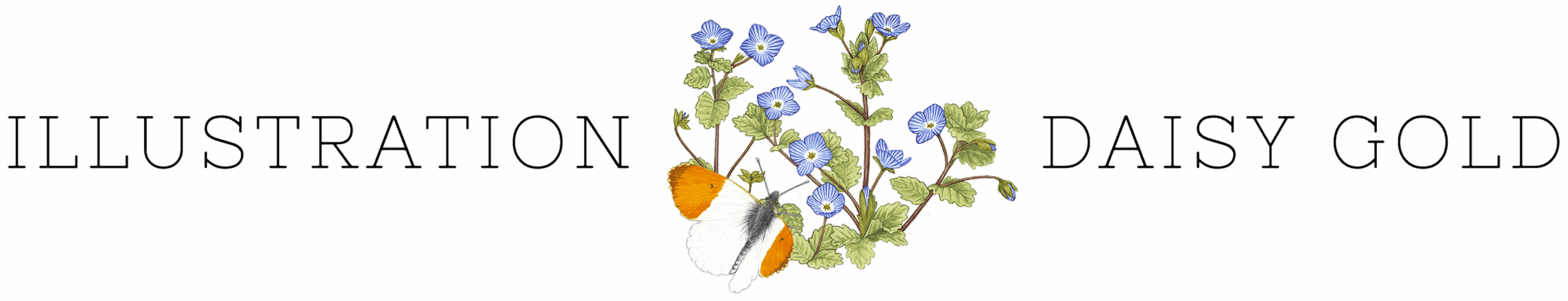 ILLUSTRATION DAISY GOLD